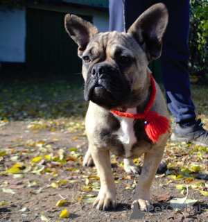 Photo №1. french bulldog - for sale in the city of Odessa | 350$ | Announcement № 7590