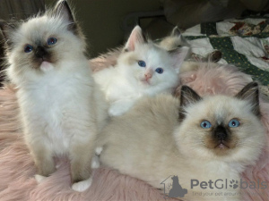 Photo №2 to announcement № 123475 for the sale of ragdoll - buy in Germany private announcement, breeder