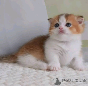 Photo №4. I will sell munchkin in the city of London. breeder - price - negotiated