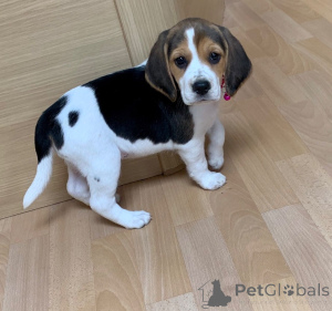 Photo №1. beagle - for sale in the city of Halle | 516$ | Announcement № 159415