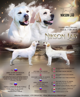 Photo №1. labrador retriever - for sale in the city of Izhevsk | Negotiated | Announcement № 3534