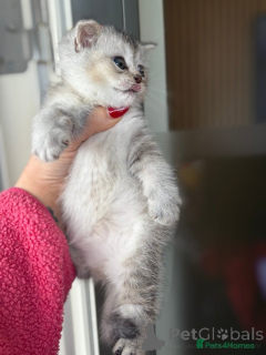 Photo №3. Beyutiful British Shorthair Kittens. Belgium