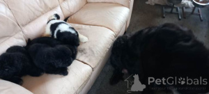 Photo №3. Newfoundland pups for sale.....whatsapp me at 44 7453 907158. Netherlands