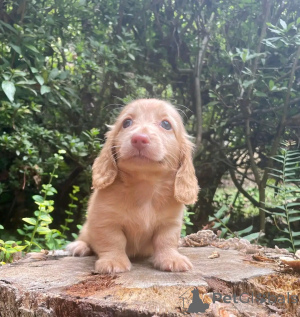 Photo №4. I will sell dachshund in the city of Berlin. private announcement, breeder - price - 471$