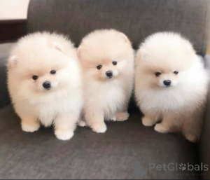 Photo №1. pomeranian - for sale in the city of Vilnius | 471$ | Announcement № 136809