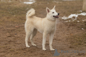 Photo №3. Vega, half-breed Laika, brown-eyed blonde as a gift. Belarus