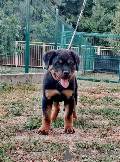 Photo №2 to announcement № 154079 for the sale of rottweiler - buy in Serbia 