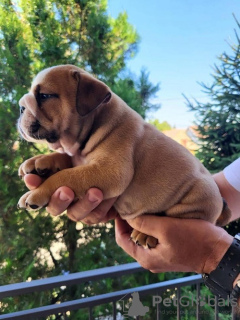 Photo №4. I will sell english bulldog in the city of Zrenjanin.  - price - negotiated