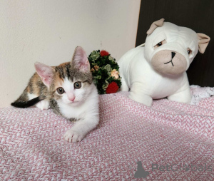 Photo №2 to announcement № 136607 for the sale of european shorthair - buy in Austria private announcement