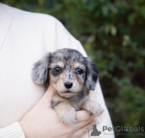 Photo №4. I will sell dachshund in the city of Leverkusen. private announcement, from nursery, from the shelter, breeder - price - 528$