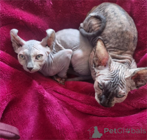 Photo №1. sphynx cat - for sale in the city of Chemnitz | 329$ | Announcement № 153373