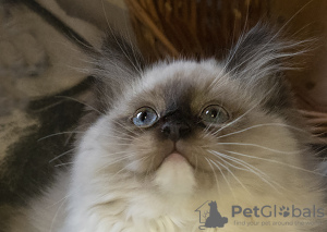 Photo №2 to announcement № 43350 for the sale of ragdoll - buy in Russian Federation breeder