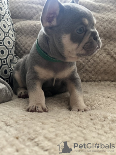 Photo №1. french bulldog - for sale in the city of New York | 310$ | Announcement № 120944