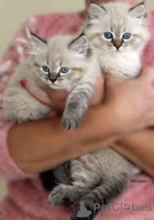 Photo №1. siberian cat - for sale in the city of Helsinki | 516$ | Announcement № 166326