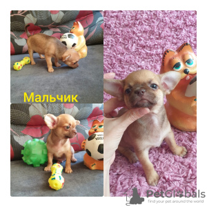 Photo №2 to announcement № 32007 for the sale of chihuahua - buy in Russian Federation breeder