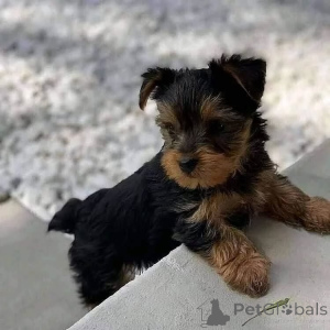 Photo №2 to announcement № 163039 for the sale of yorkshire terrier - buy in Montenegro private announcement, from the shelter