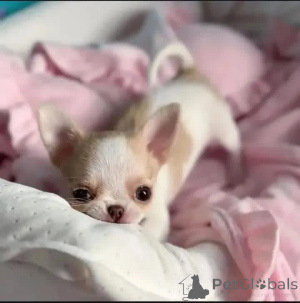 Photo №3. Milo and maya are looking for a good and caring home . Hungary