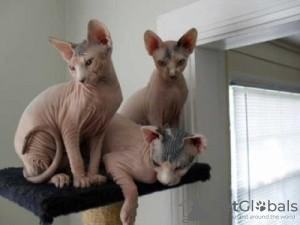 Photo №1. sphynx cat - for sale in the city of Prague | negotiated | Announcement № 95264