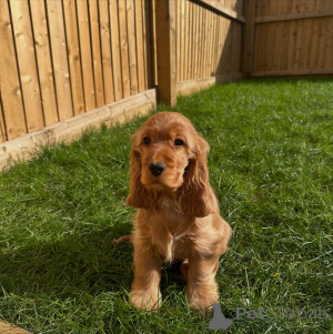 Photo №2 to announcement № 162438 for the sale of english cocker spaniel - buy in Netherlands breeder