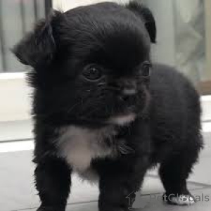 Photo №3. Chiots Chihuahuas à vendre. France