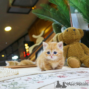 Photo №2 to announcement № 156162 for the sale of munchkin - buy in Netherlands 