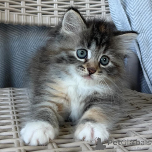 Photo №1. siberian cat - for sale in the city of Berlin | negotiated | Announcement № 107656
