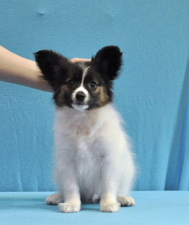 Photo №2 to announcement № 6842 for the sale of papillon dog - buy in Russian Federation breeder
