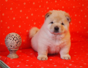 Additional photos: Chow chow puppies