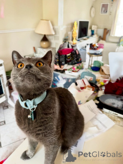 Photo №1. chartreux - for sale in the city of Alès | negotiated | Announcement № 158743