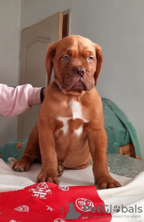 Additional photos: Dogue de Bordeaux