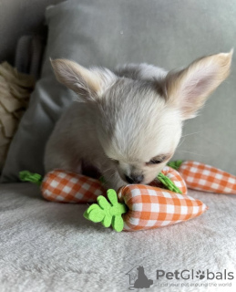 Photo №2 to announcement № 98464 for the sale of chihuahua - buy in Germany private announcement, from nursery, from the shelter, breeder