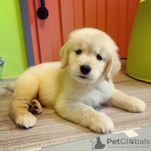 Photo №2 to announcement № 95393 for the sale of labrador retriever - buy in Germany breeder