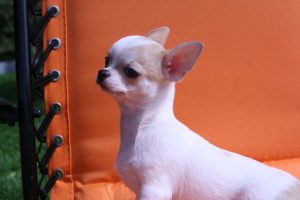 Photo №2 to announcement № 3296 for the sale of chihuahua - buy in Russian Federation breeder