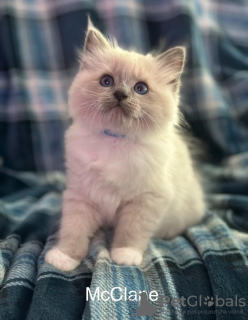 Photo №1. ragdoll - for sale in the city of Mülheim | 329$ | Announcement № 128562