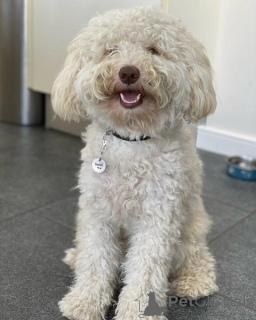 Photo №2 to announcement № 156418 for the sale of labradoodle - buy in Germany private announcement