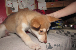 Photo №4. I will sell german shepherd in the city of Charleston. breeder - price - 600$