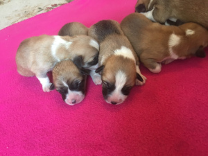 Additional photos: Corgi puppies, kennel, documents