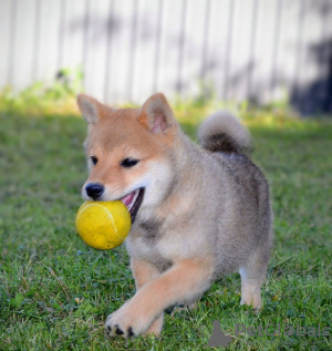 Photo №3. Shiba Inu puppies. Serbia