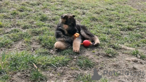 Photo №3. Healthy cute adorable German shepherds pups available now for sell. Germany