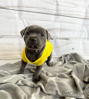 Photo №3. Adorable pitbull puppies. Netherlands