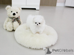 Photo №1. pomeranian - for sale in the city of Валенсия | 158$ | Announcement № 126800