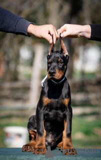 Additional photos: Doberman puppies