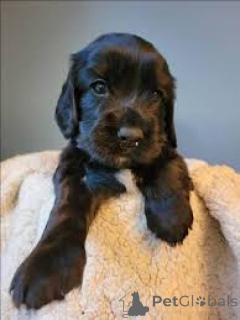 Photo №2 to announcement № 164773 for the sale of american cocker spaniel - buy in United Kingdom private announcement, breeder