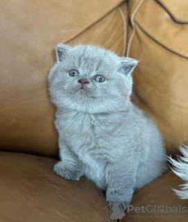 Photo №2 to announcement № 90830 for the sale of british shorthair - buy in Germany private announcement