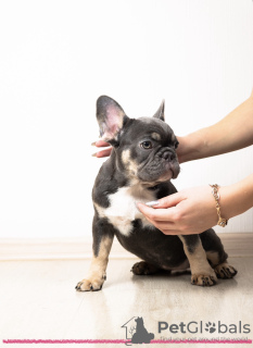 Photo №1. french bulldog - for sale in the city of Москва | 781$ | Announcement № 81516