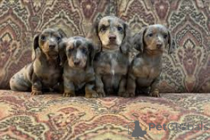 Photo №2 to announcement № 166970 for the sale of dachshund - buy in France private announcement, breeder