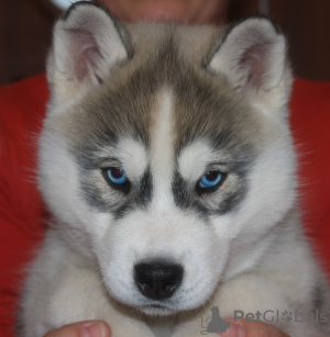 Photo №2 to announcement № 9619 for the sale of siberian husky - buy in Russian Federation breeder
