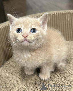 Photo №1. domestic cat - for sale in the city of Munich | 424$ | Announcement № 150618