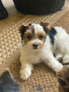 Photo №2 to announcement № 138877 for the sale of yorkshire terrier - buy in Germany breeder