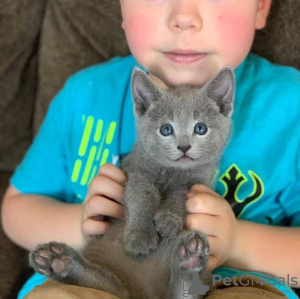 Photo №1. russian blue - for sale in the city of Reykjavík | 300$ | Announcement № 57207